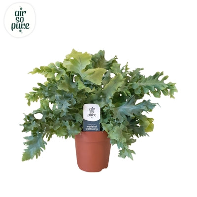 Planta naturala Phlebodium aureum Davana H35 cm PS12 cm in pamant