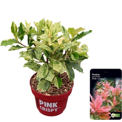 Planta naturala Photinia serratifolia Pink Crispy H65 cm PS23 cm in pamant