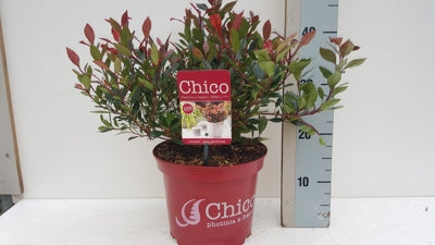 Planta naturala Photinia x fraseri Chico H35 cm PS23 cm in pamant