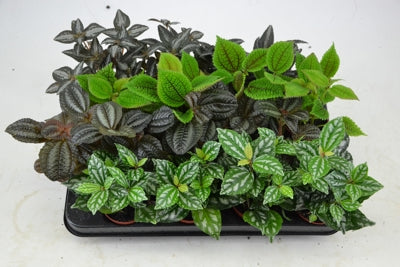 Planta naturala Pilea mixed H12 cm PS7 cm in pamant
