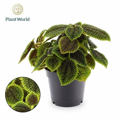 Planta naturala Pilea mollis 'Moon Valley' H30 cm PS14 cm in pamant