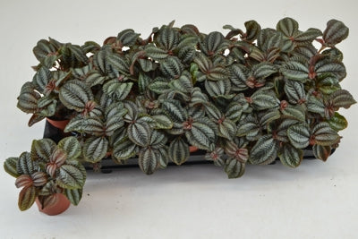 Planta naturala Pilea 'Norfolk' H10 cm PS8.5 cm in pamant