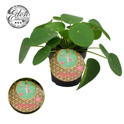 Planta naturala Pilea peperomioides H15 cm PS10.5 cm in pamant