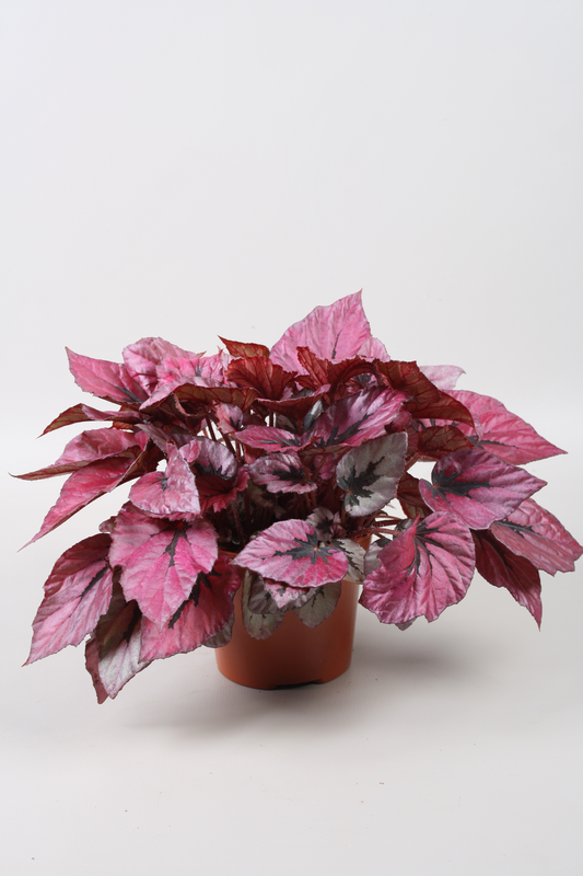Planta naturala Pink D20xH22cm Begonia Beleaf Indian Summer PS12/9cm in pamant
