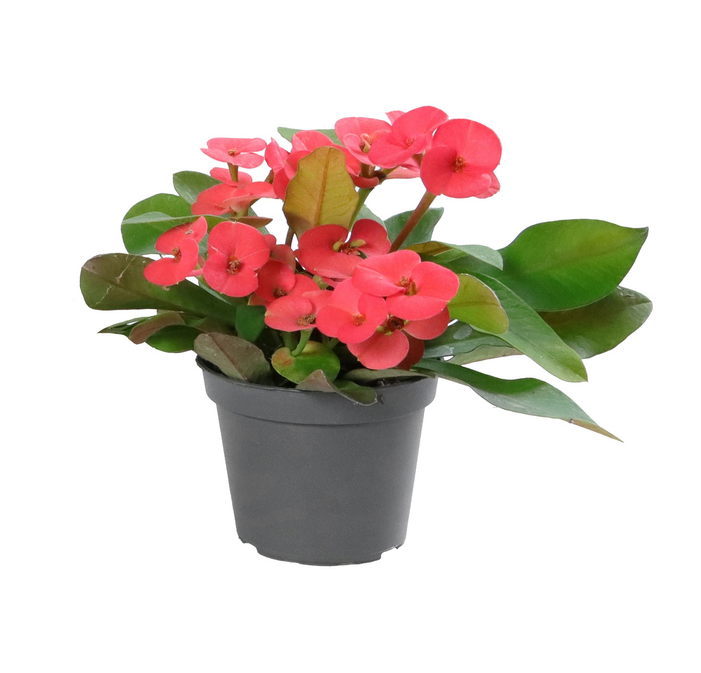 Planta naturala Pink H15cm Euphorbia Milii Eos PS6/ in pamant