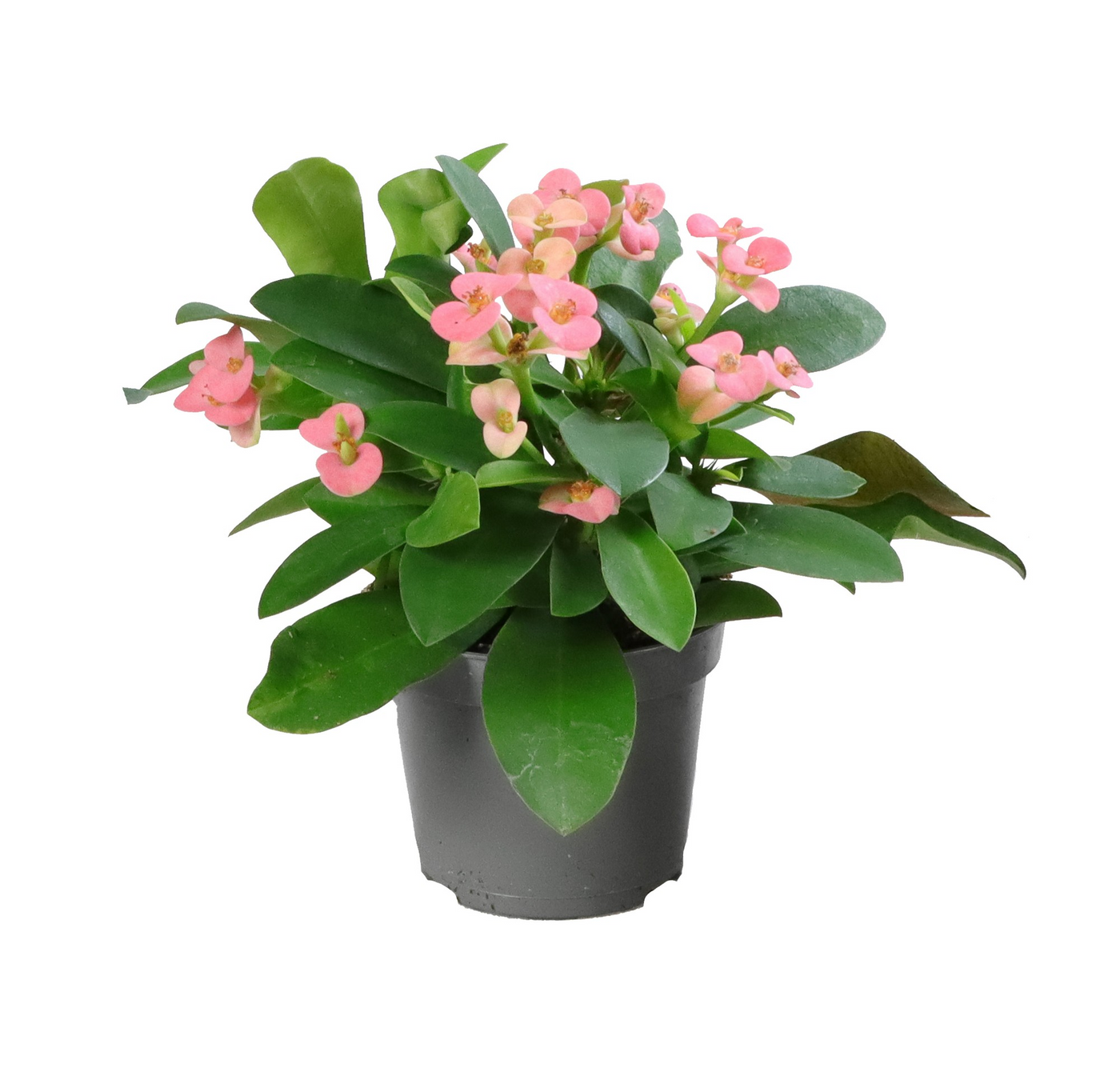 Planta naturala Pink H15cm Euphorbia Milii Rhea PS6/ in pamant