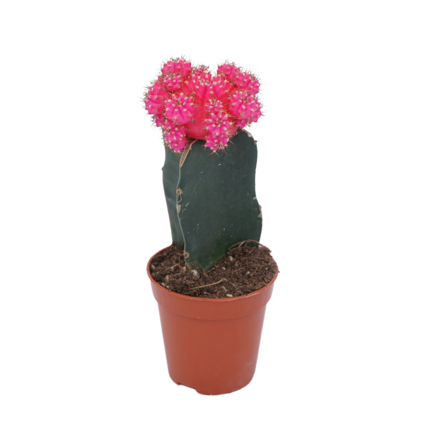 Planta naturala Pink H15cm Gymnocalycium mihanovichii PS5/ in pamant