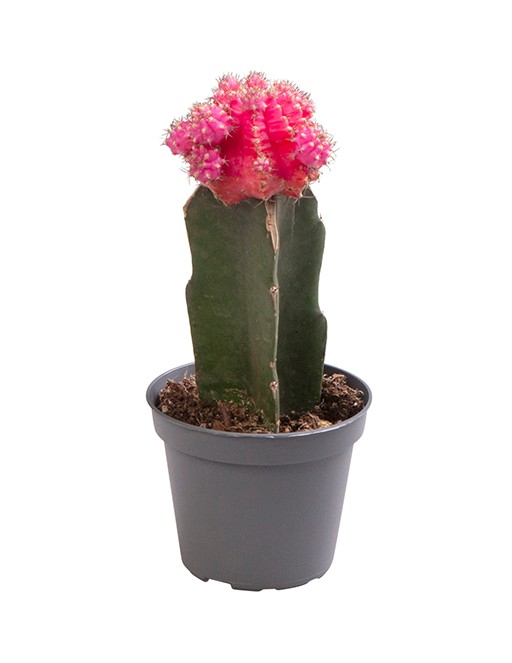 Planta naturala Pink H15cm Gymnocalycium mihanovichii PS6/ in pamant