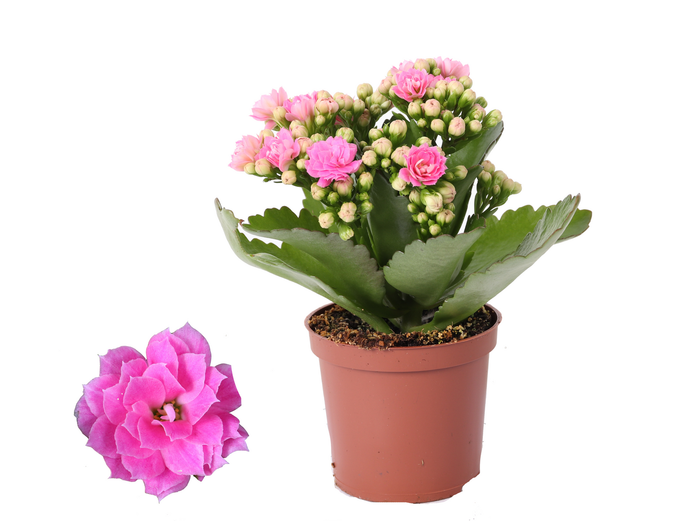 Planta naturala Pink H15cm Kalanchoe Rosalina Don Nando PS7/ in pamant