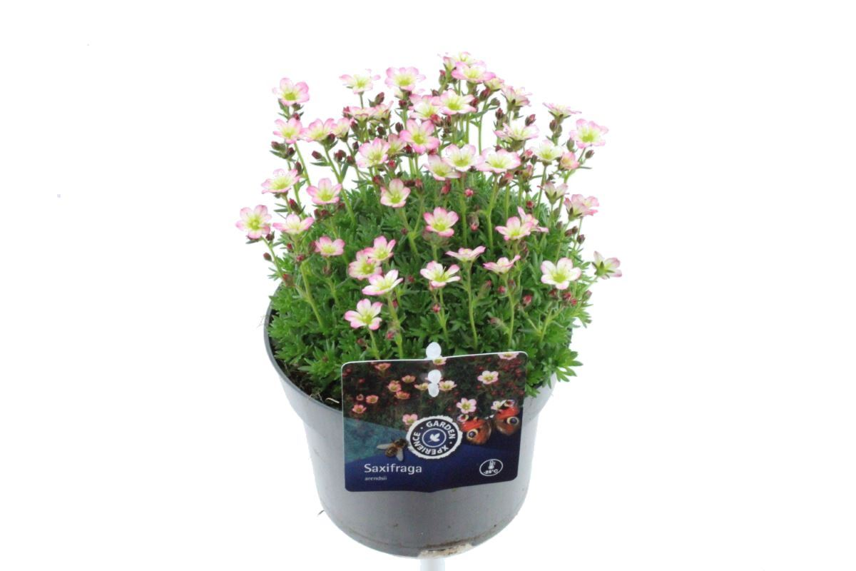 Planta naturala Pink H15cm Saxifraga 'Pixie' PS13/ in pamant