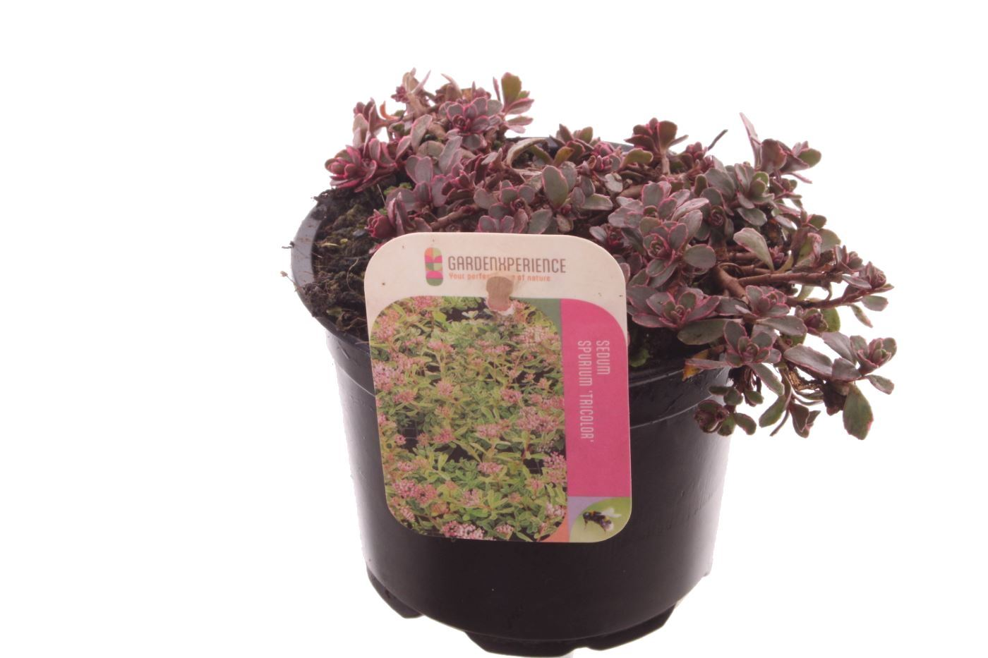 Planta naturala Pink H15cm Sedum spurium 'Tricolor' PS13/ in pamant