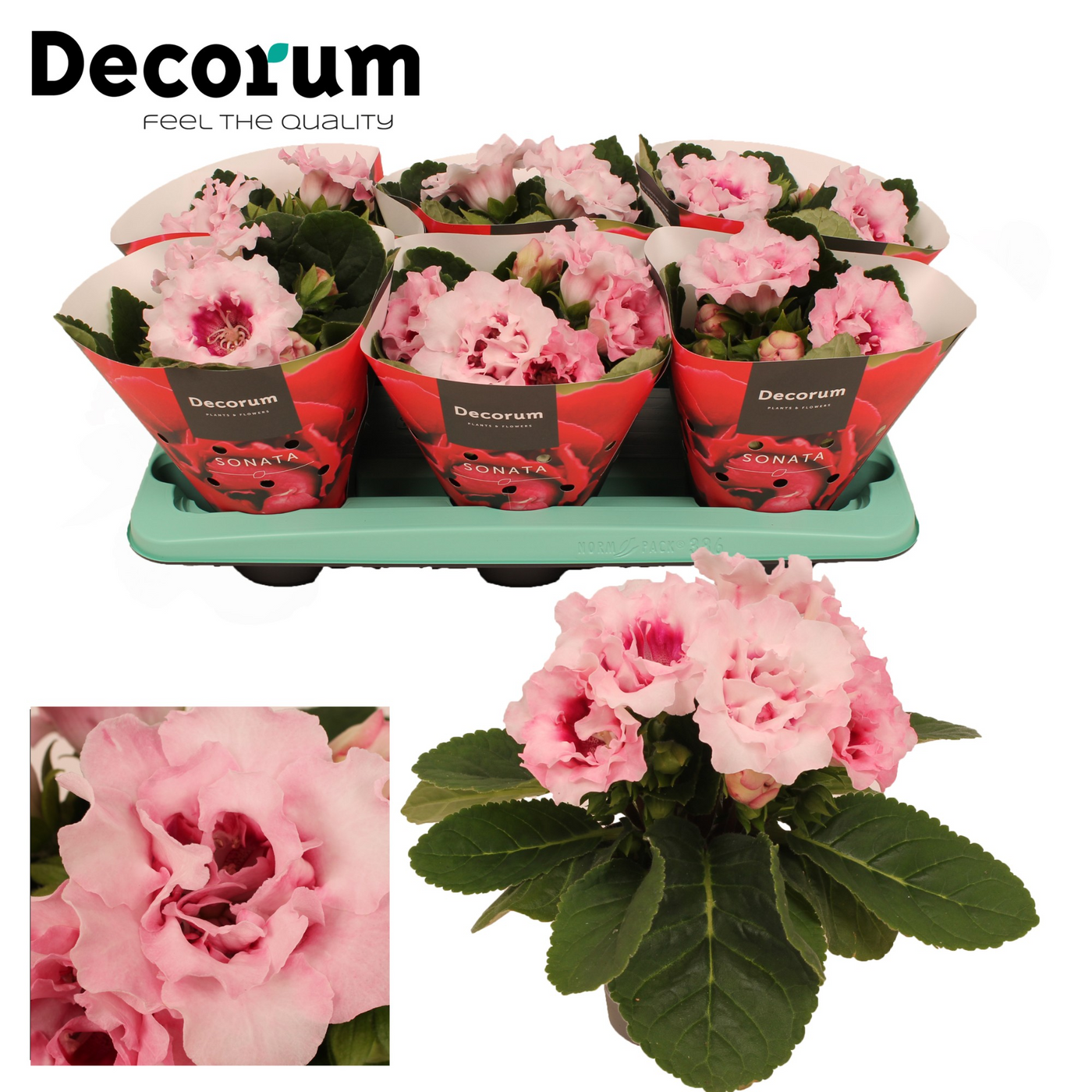 Planta naturala Pink H20cm Gloxinia Sonata pink PS13/ in pamant