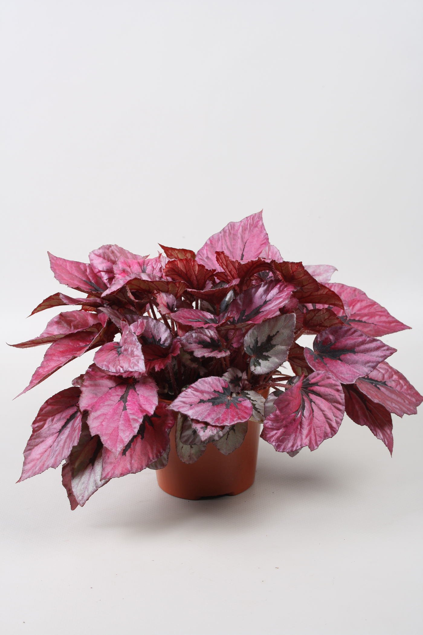 Planta naturala Pink H22cm Begonia Beleaf Indian Summer PS12/ in pamant