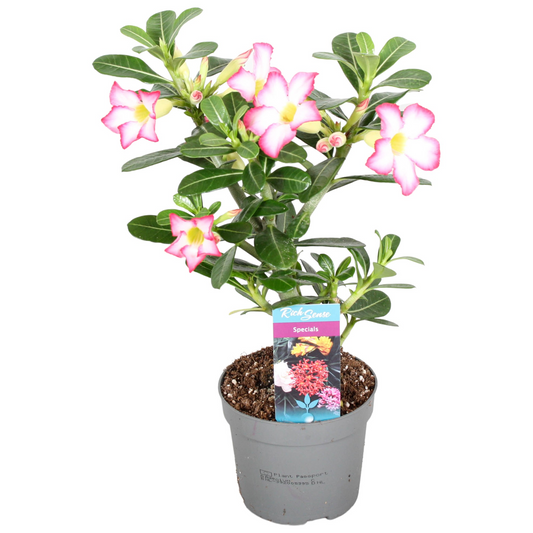 Planta naturala Pink H25cm Adenium Obesum Pink Star PS13/ in pamant