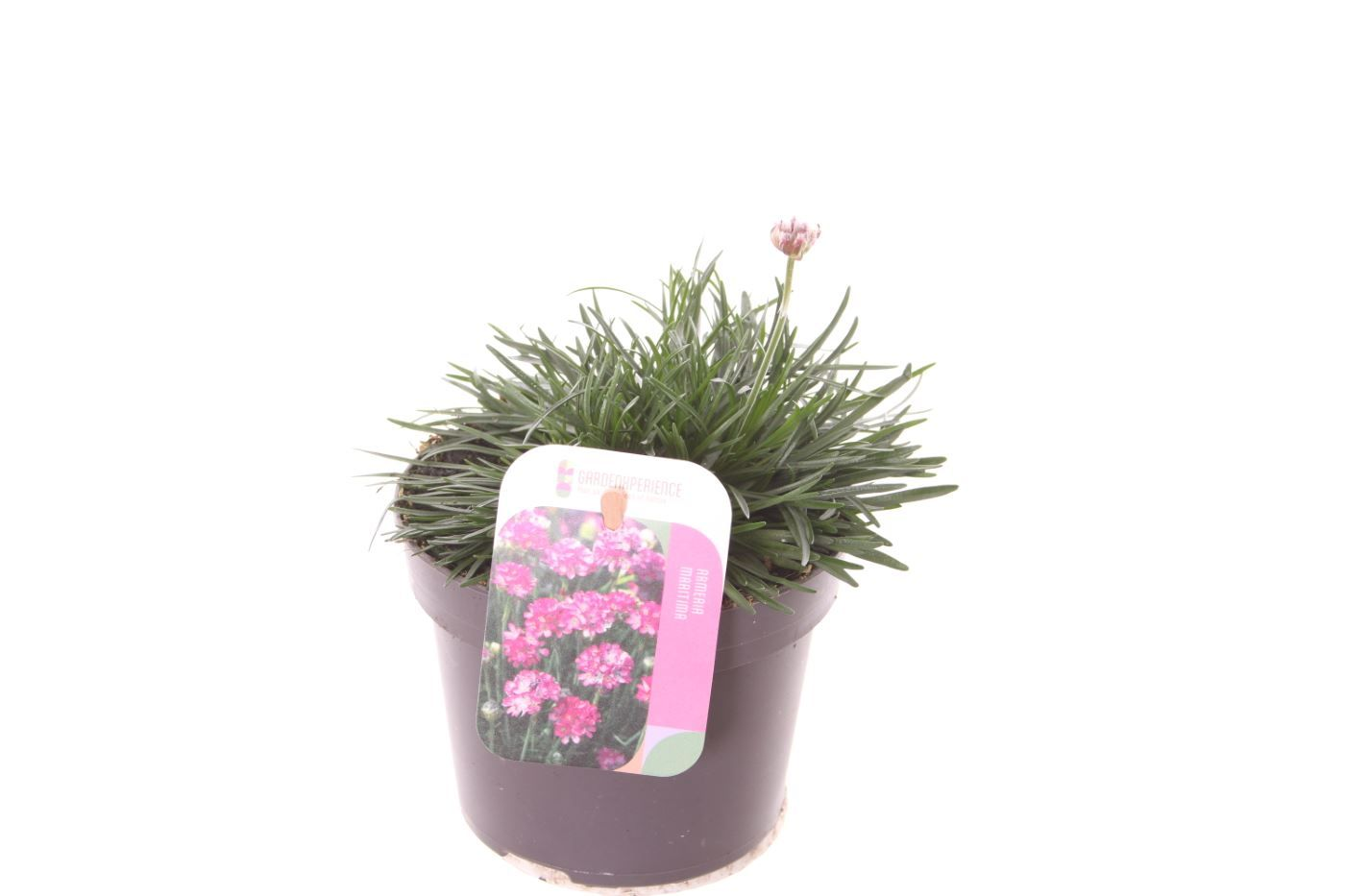 Planta naturala Pink H25cm Armeria maritima 'Splendens' PS13/ in pamant