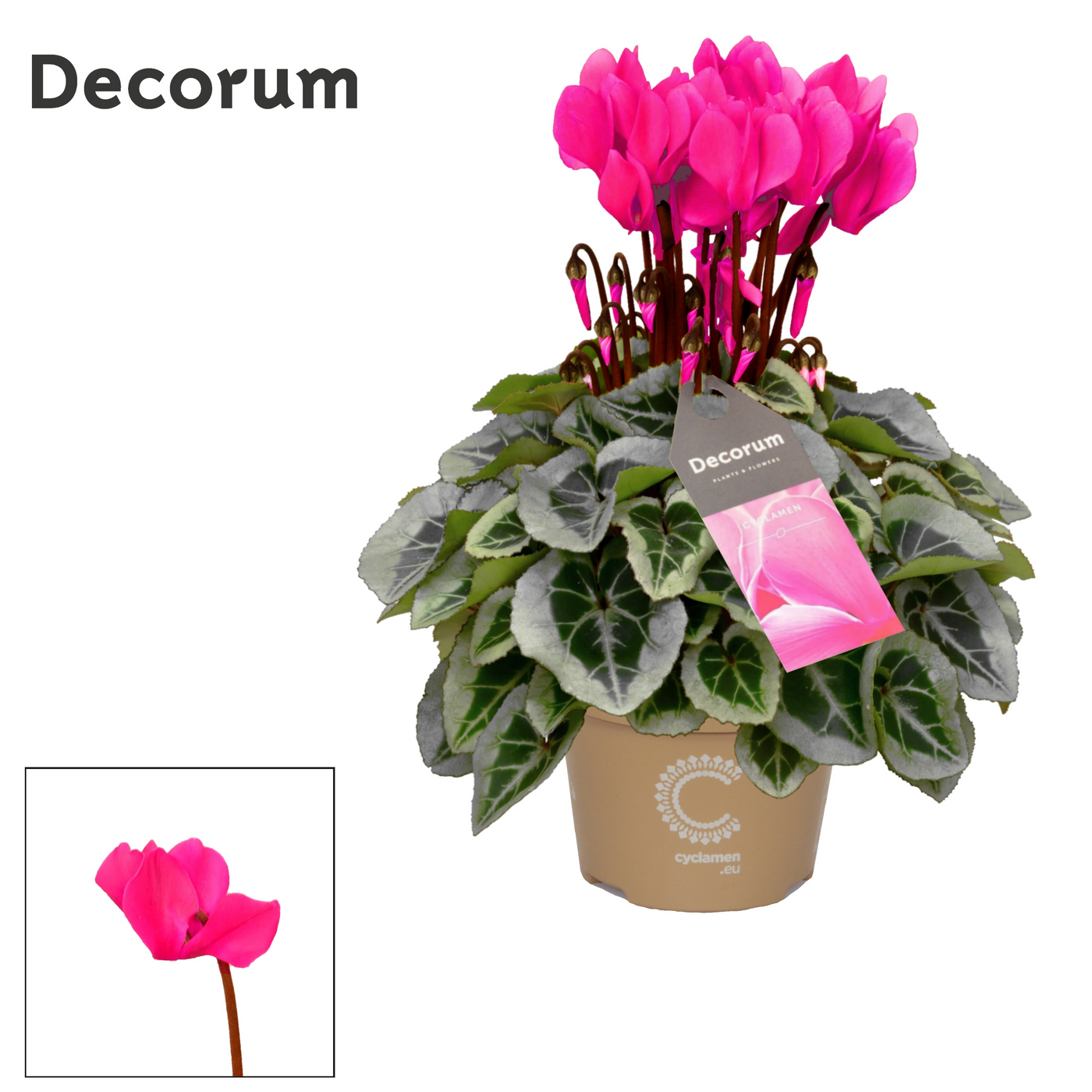 Planta naturala Pink H25cm Cyclamen persicum kleinbloemig Super Serie Picasso PS11/ in pamant