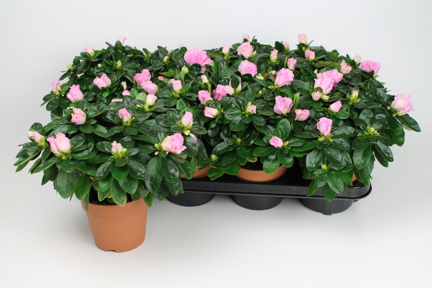 Planta naturala Pink H25cm Rhododendron (Simsii Grp) overig PS12/ in pamant