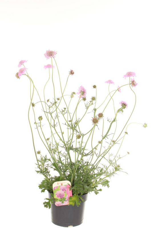 Planta naturala Pink H25cm Scabiosa columbaria 'Pink Mist' PS17/ in pamant