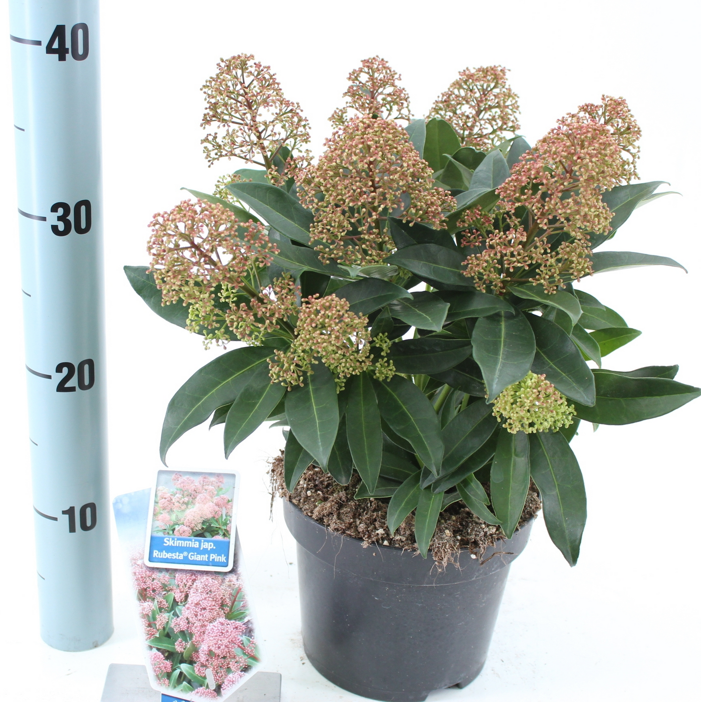 Planta naturala Pink H25cm Skimmia japonica Rubesta PS17/ in pamant