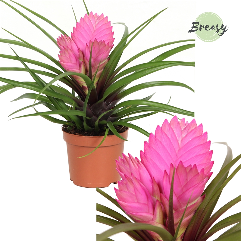 Planta naturala Pink H25cm Tillandsia Josee PS9/ in pamant