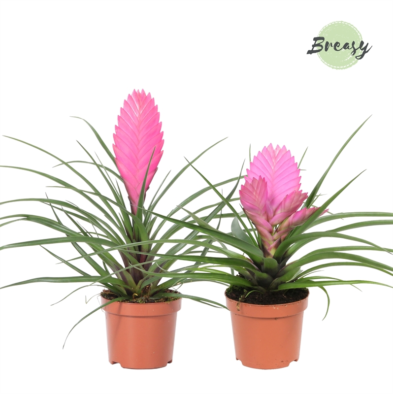 Planta naturala Pink H25cm Tillandsia Pink PS9/ in pamant