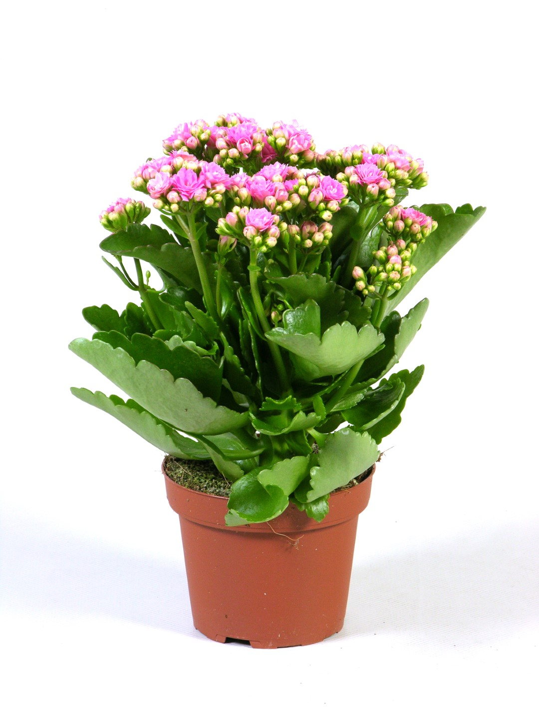 Planta naturala Pink H27cm Kalanchoe Rosalina Don Nando PS12/ in pamant