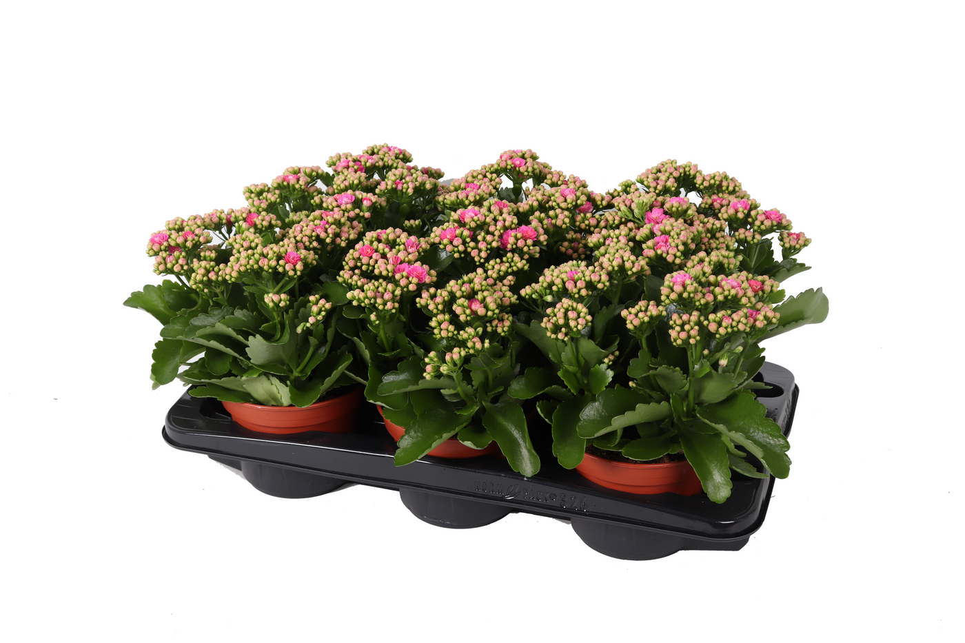 Planta naturala Pink H27cm Kalanchoe Rosalina Don Nando PS15/ in pamant