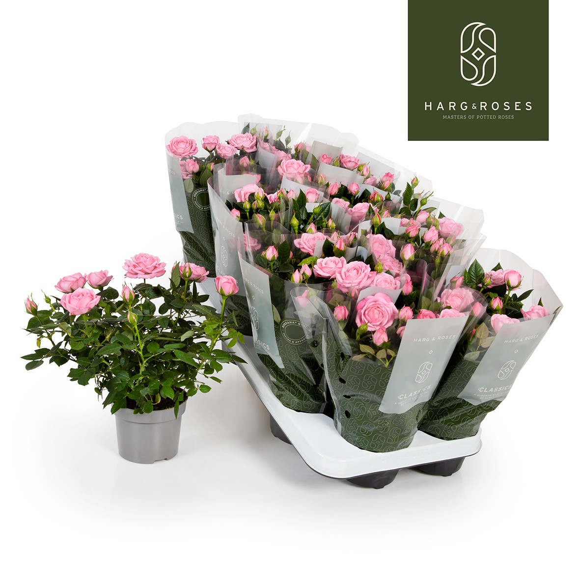 Planta naturala Pink H27cm Rosa Elysium Kordana PS10/ in pamant