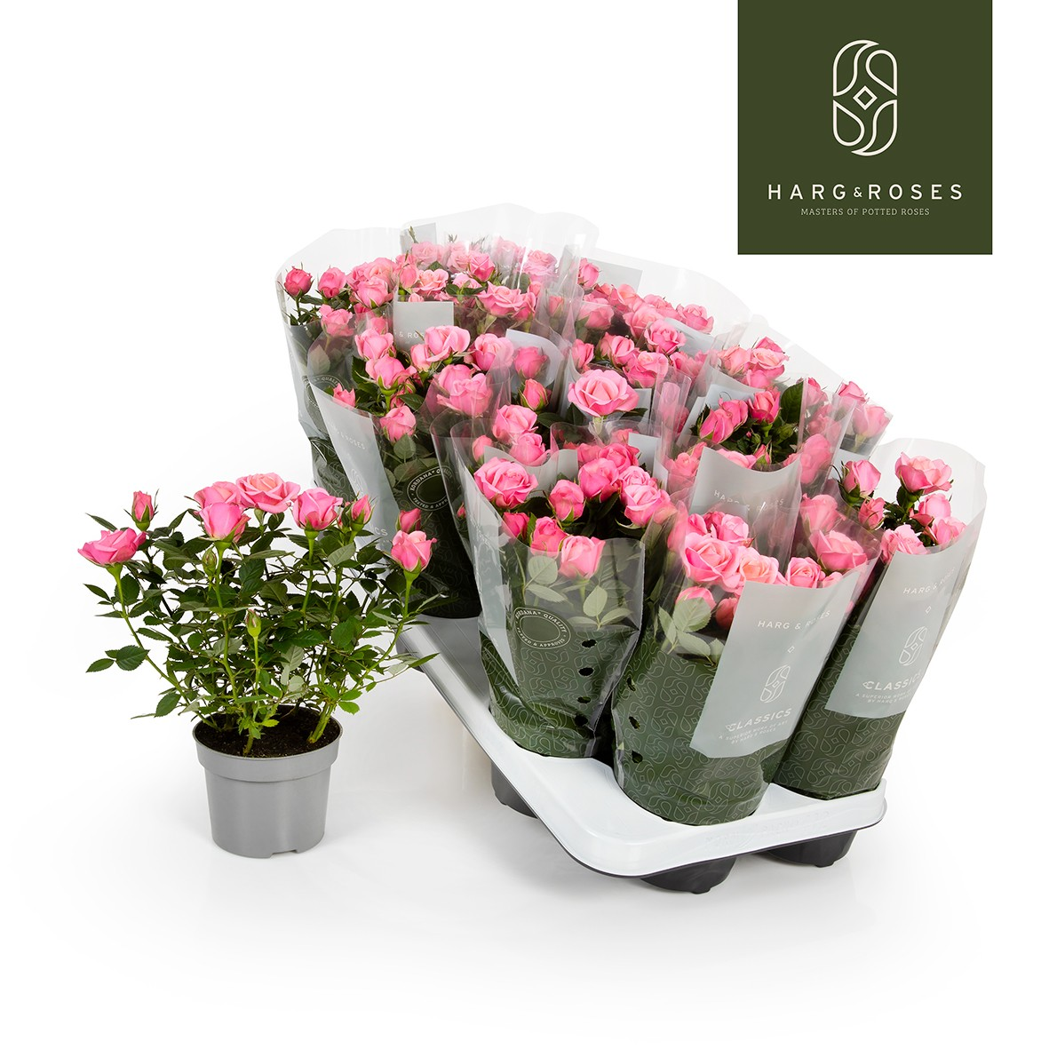 Planta naturala Pink H27cm Rosa Flirt Kordana PS10/ in pamant