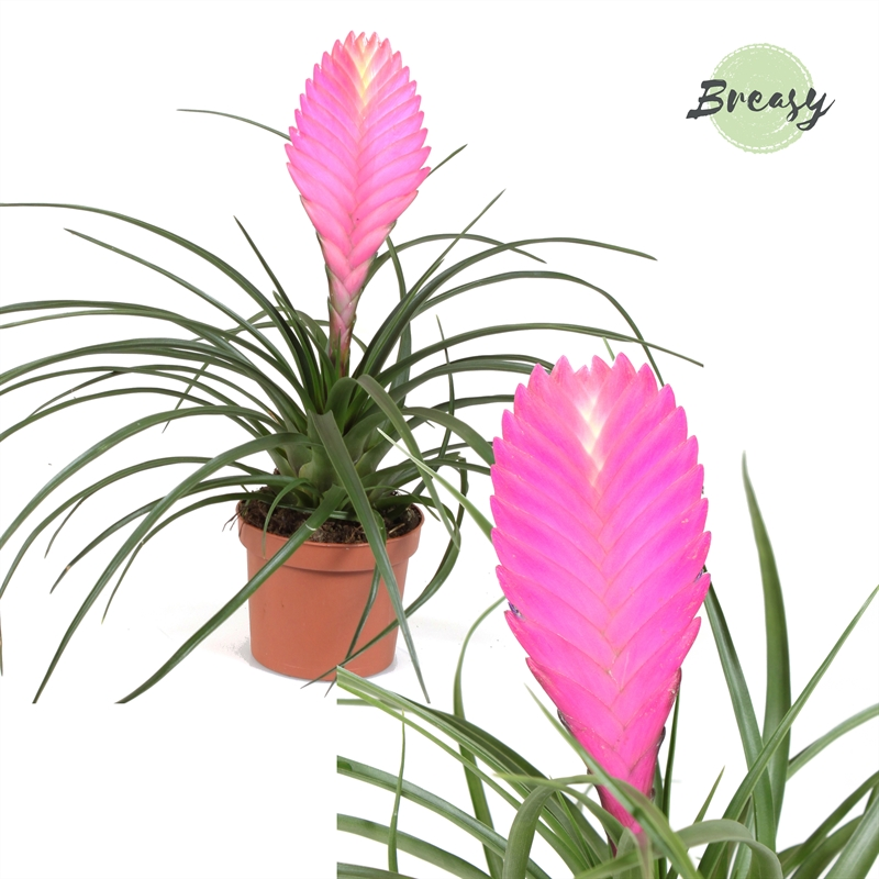Planta naturala Pink H28cm Tillandsia Vincent PS9/ in pamant