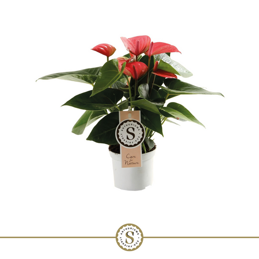 Planta naturala Pink H30cm Anthurium Pink Champion PS9/ in pamant