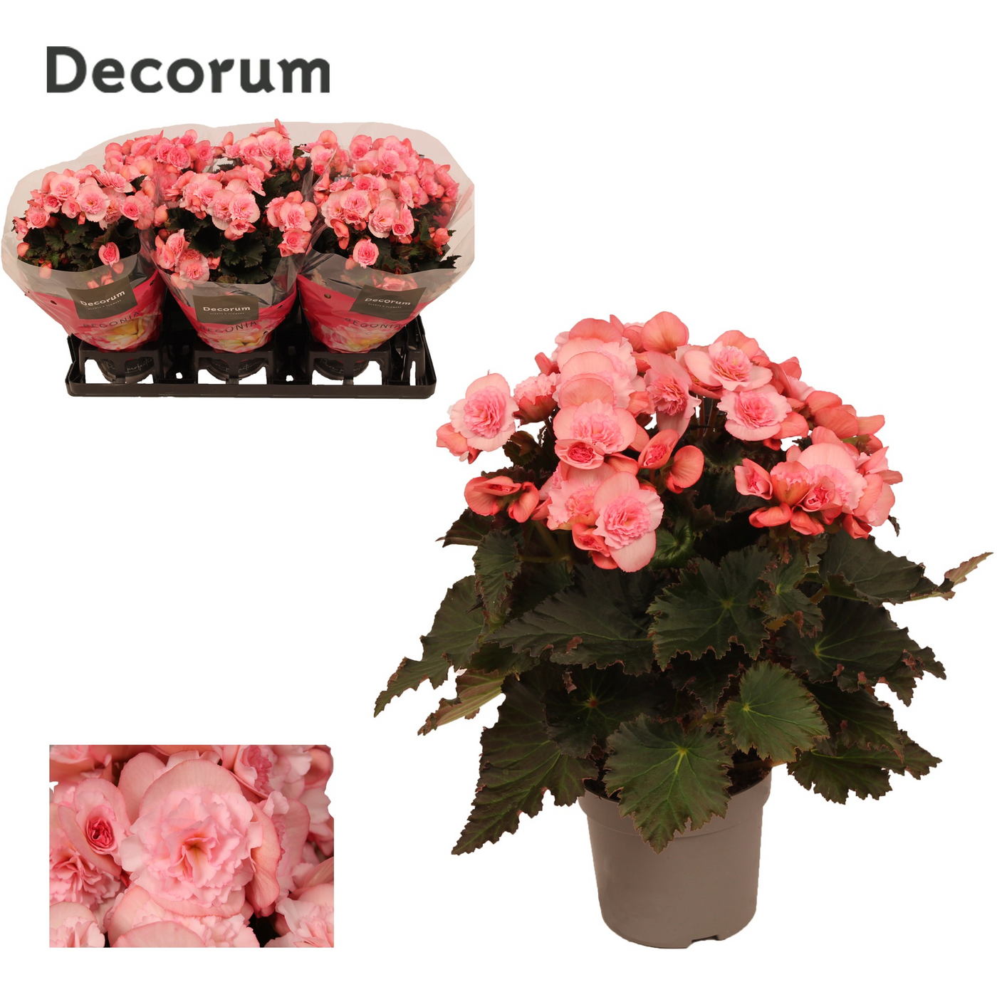 Planta naturala Pink H30cm Begonia Joy Pink PS13/ in pamant