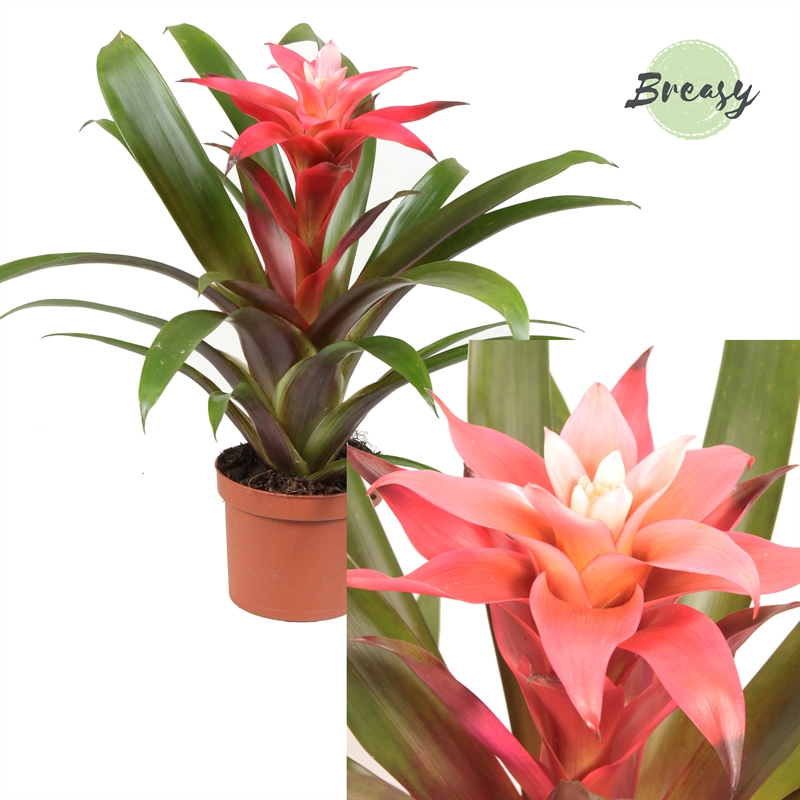 Planta naturala Pink H30cm Guzmania Libby PS9/ in pamant