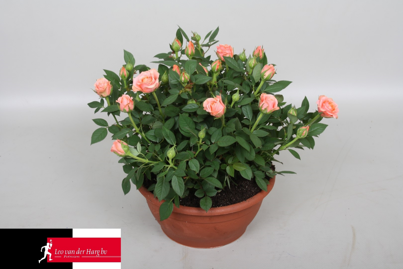 Planta naturala Pink H30cm Rosa Aloha Kordana PS21/ in pamant