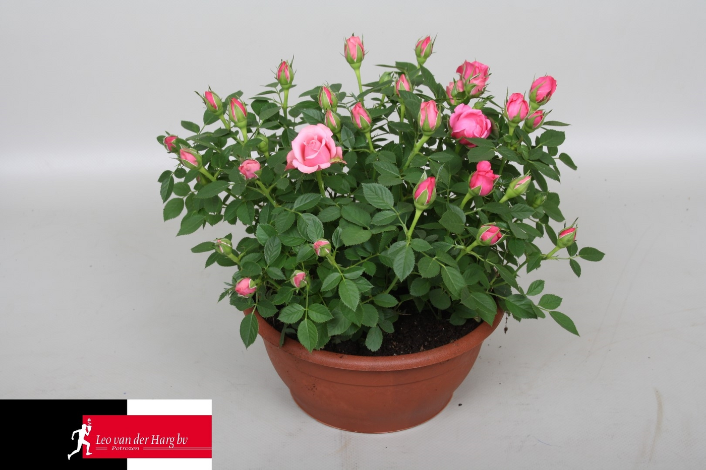 Planta naturala Pink H30cm Rosa Flirt Kordana PS21/ in pamant
