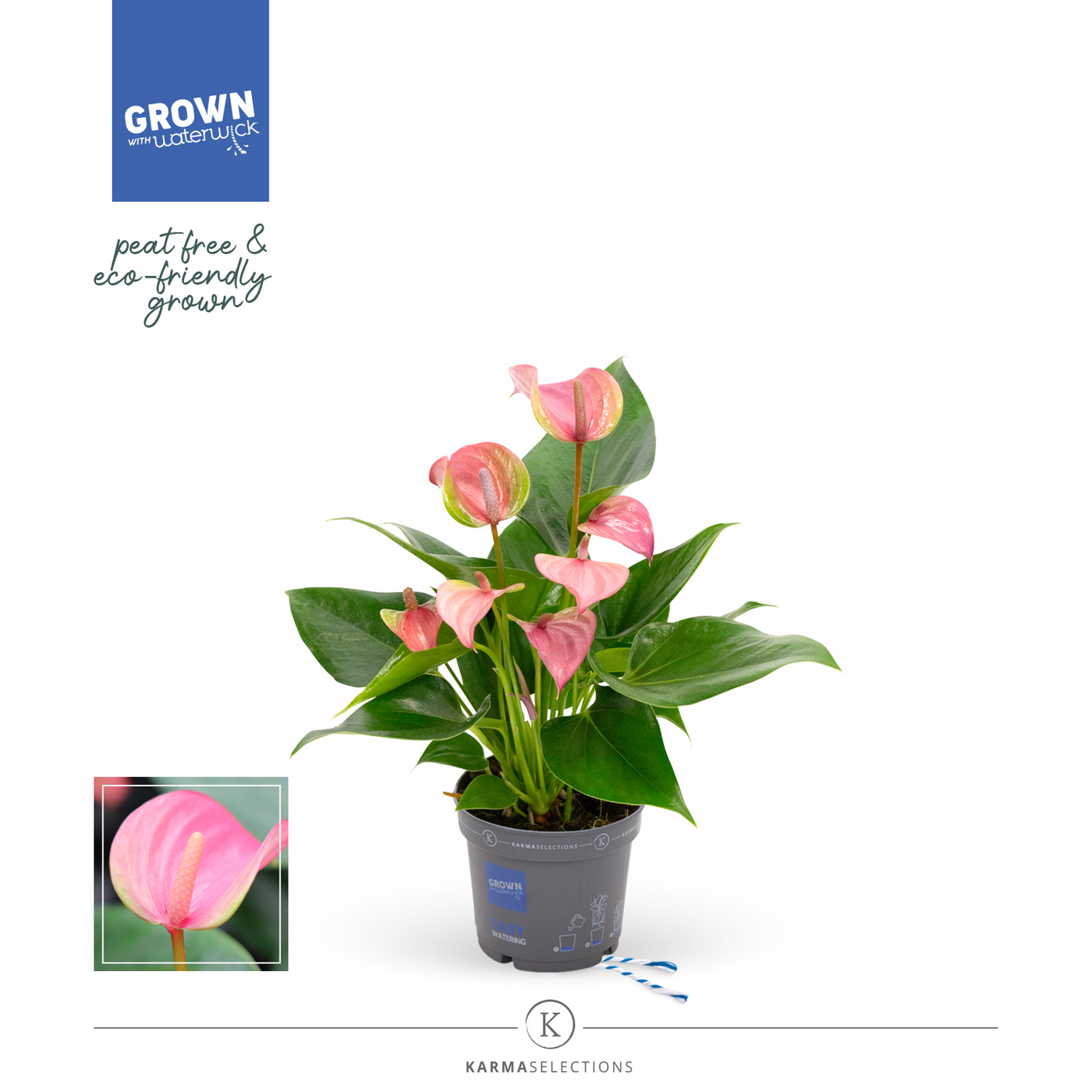 Planta naturala Pink H33cm Anthurium Joli PS9/ in pamant