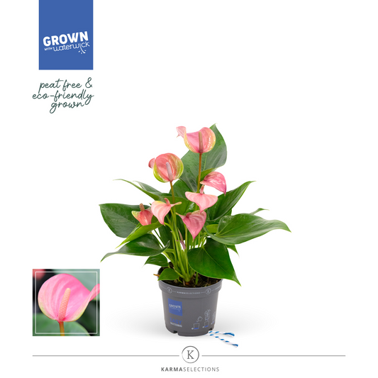 Planta naturala Pink H33cm Anthurium Joli PS9/ in pamant