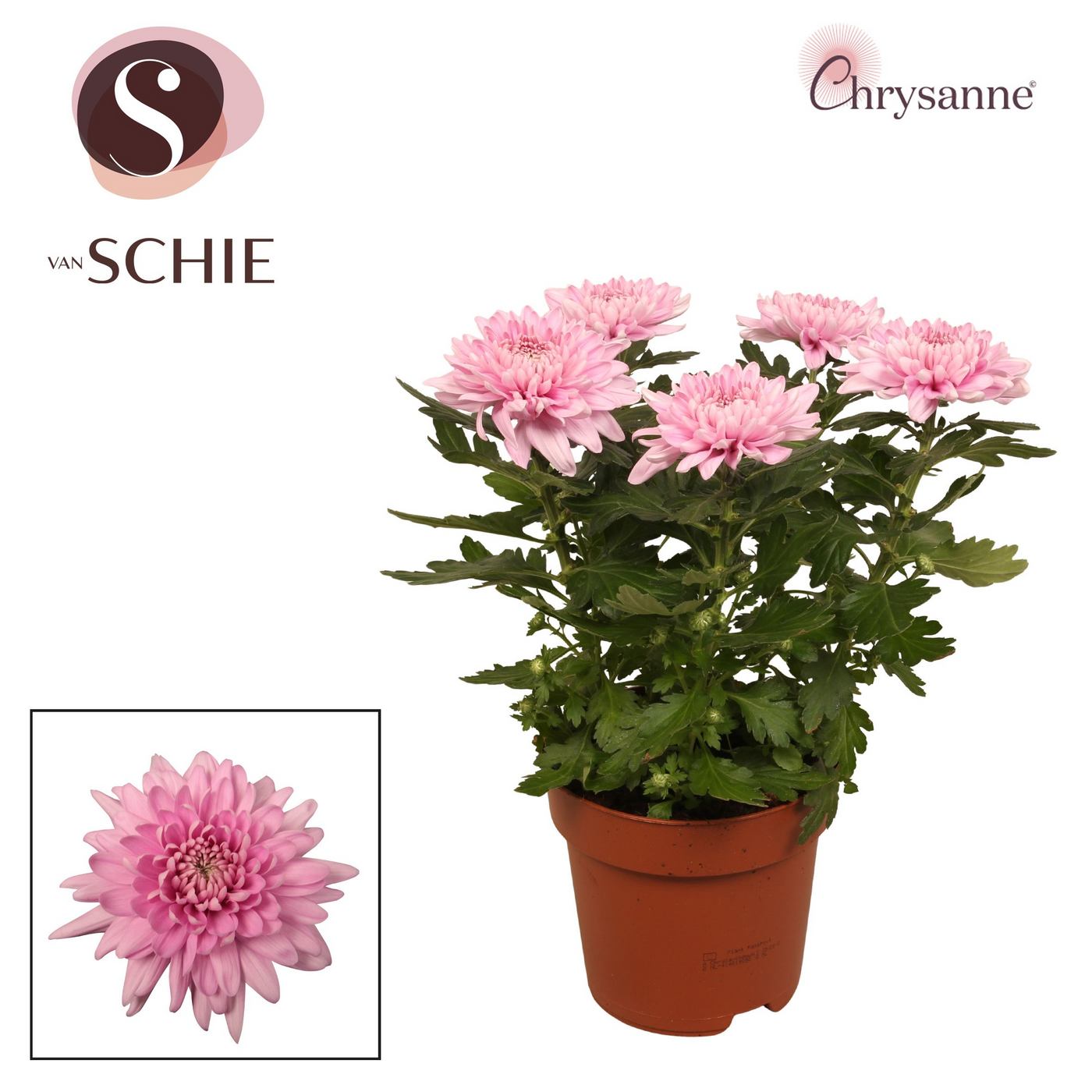 Planta naturala Pink H35cm Chrysanthemum Zembla Next PS17/ in pamant