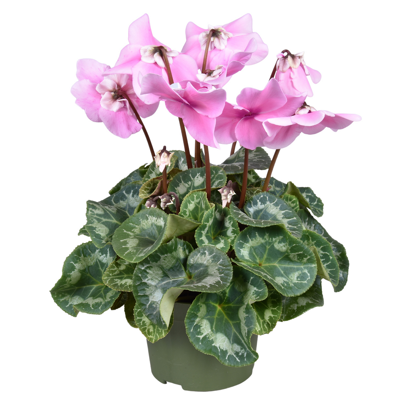 Planta naturala Pink H35cm Cyclamen persicum grootbloemig Fleur En Vogue PS13/ in pamant