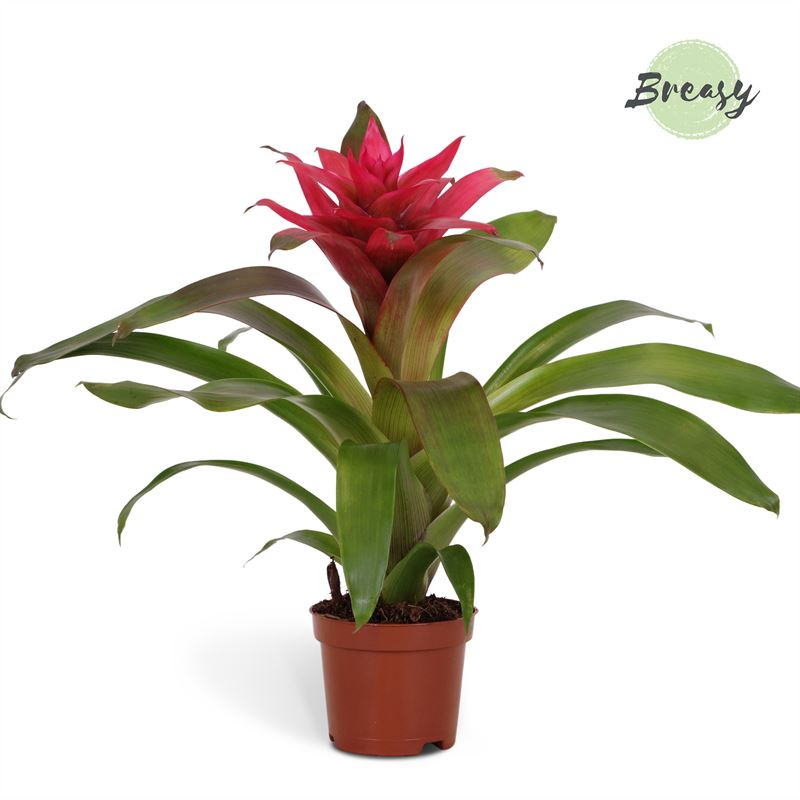 Planta naturala Pink H35cm Guzmania Etude PS9/ in pamant