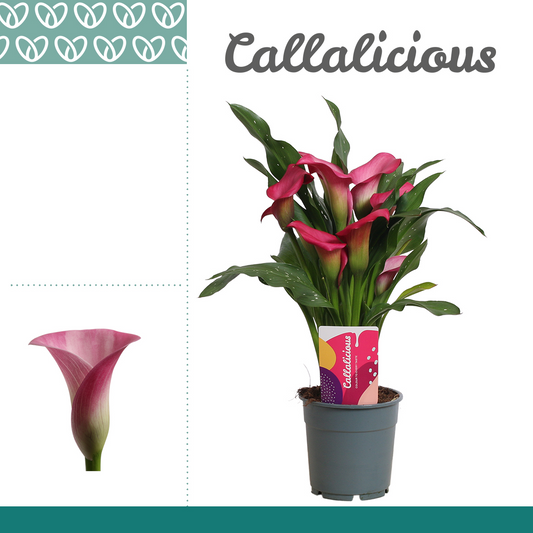 Planta naturala Pink H35cm Zantedeschia PS12/ in pamant