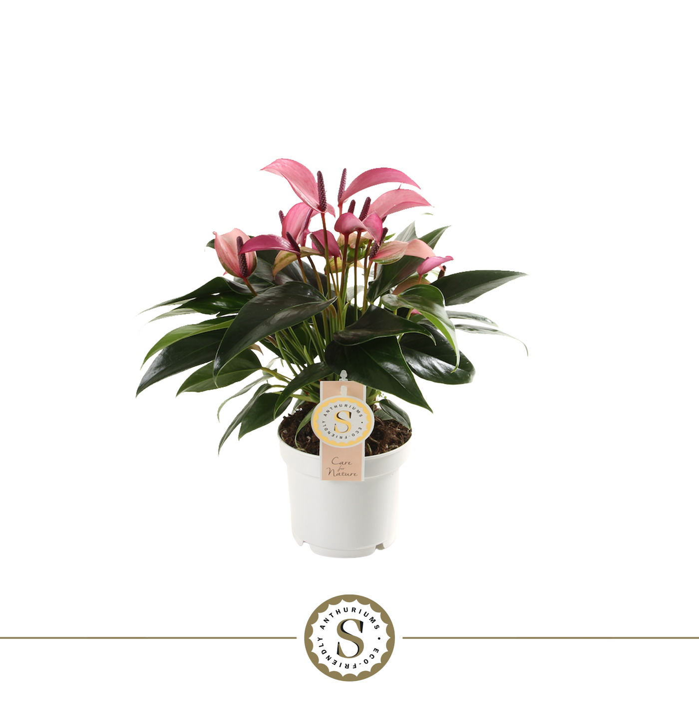 Planta naturala Pink H40cm Anthurium Zizou PS12/ in pamant