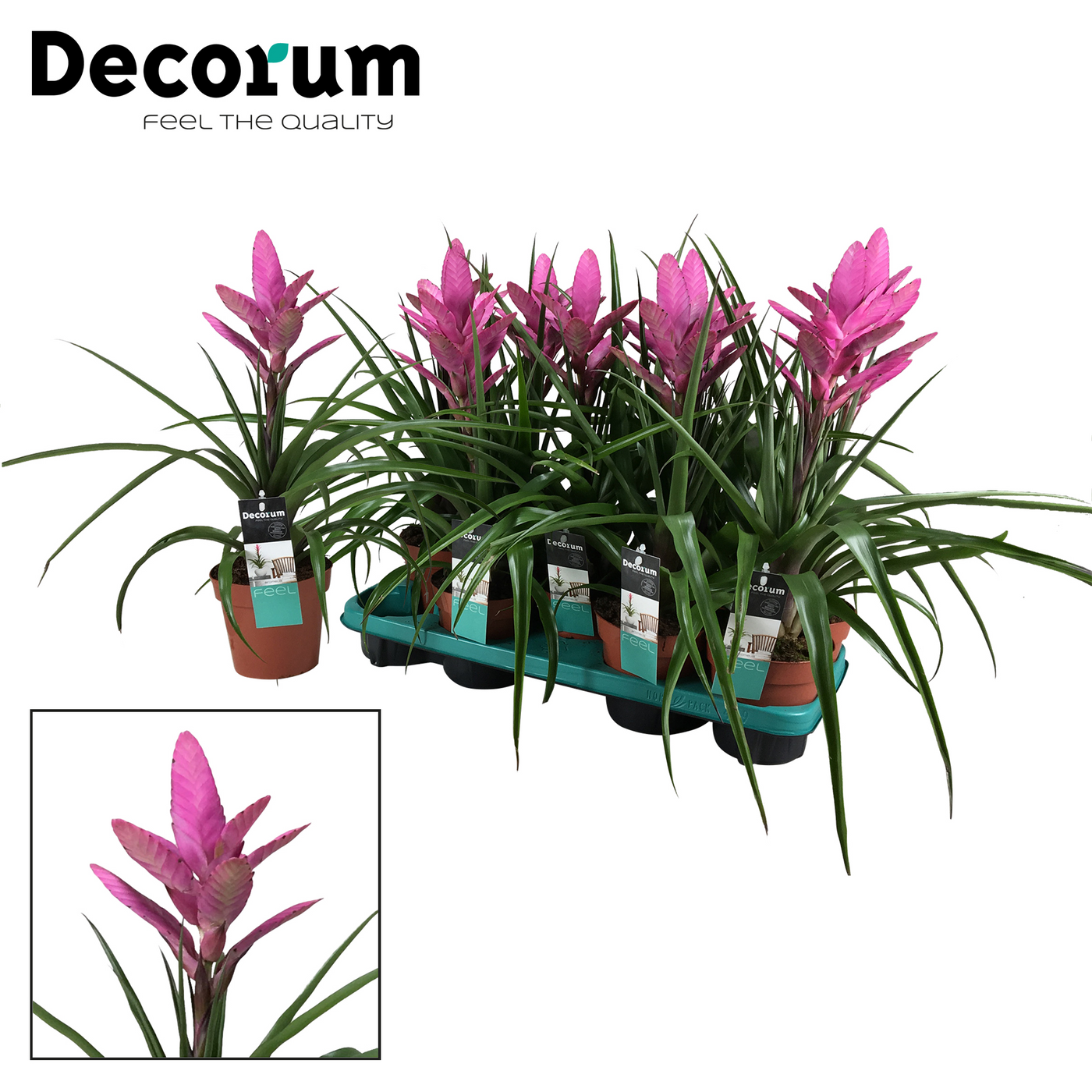 Planta naturala Pink H40cm Tillandsia Amira PS13/ in pamant