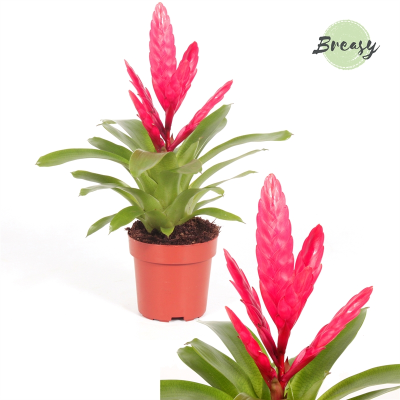 Planta naturala Pink H42cm Vriesea Intenso Pink PS12/ in pamant