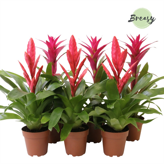 Planta naturala Pink H45cm Bromelia Pink PS12/ in pamant
