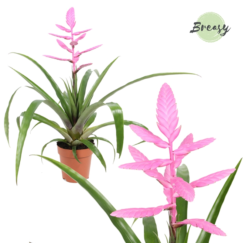 Planta naturala Pink H47cm Tillandsia Andreas PS12/ in pamant