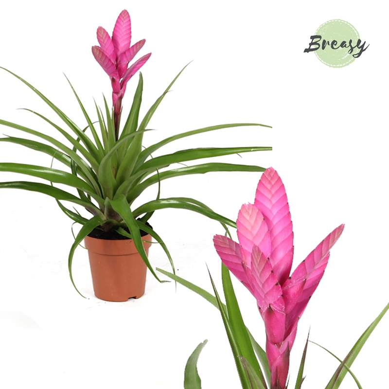 Planta naturala Pink H47cm Tillandsia Antonio PS12/ in pamant