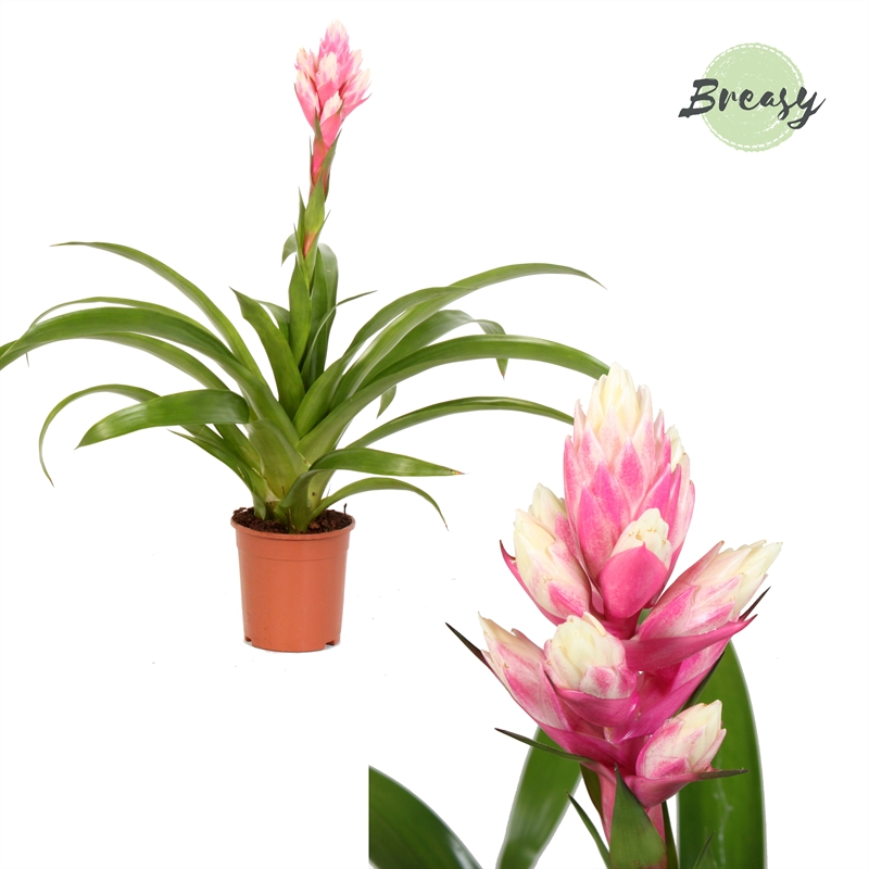 Planta naturala Pink H48cm Guzmania Rockyflower Candy PS12/ in pamant