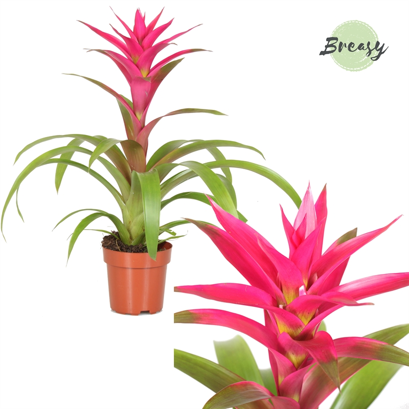 Planta naturala Pink H48cm Guzmania 'Voila' PS12/ in pamant