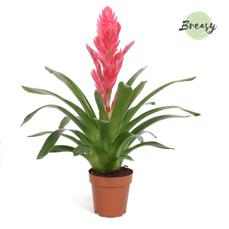 Planta naturala Pink H48cm Vriesea Salima PS12/ in pamant